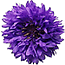 Cornflower