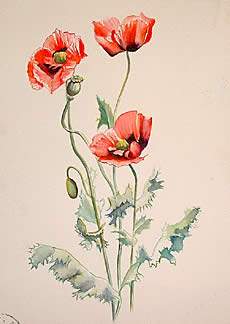 Poppies in Bishop's Palace Garden