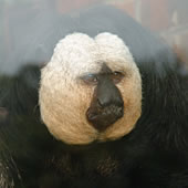 White-faced saki